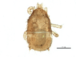  ( - BIOUG13567-E03)  @13 [ ] CreativeCommons - Attribution (2015) CBG Photography Group Centre for Biodiversity Genomics