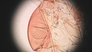  ( - CH-0000697-C10)  @12 [ ] Copyright (2018) Oscar Mikery El Colegio de la Frontera Sur