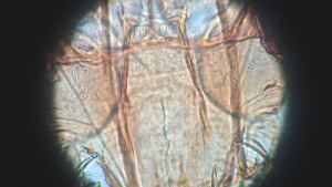  ( - CH-0000697-C11)  @12 [ ] Copyright (2018) Oscar Mikery El Colegio de la Frontera Sur