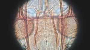  (Lutzomyia cruciata - CH-0000697-C12)  @12 [ ] Copyright (2018) Oscar Mikery El Colegio de la Frontera Sur