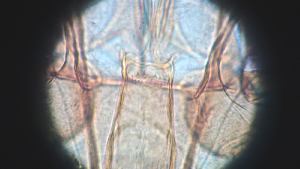  ( - CH-0000697-C07)  @12 [ ] Copyright (2018) Oscar Mikery El Colegio de la Frontera Sur