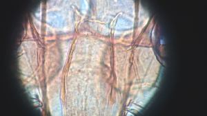  ( - CH-0000697-D02)  @12 [ ] Copyright (2018) Oscar Mikery El Colegio de la Frontera Sur