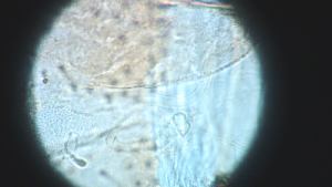  ( - CH-0000697-D02)  @12 [ ] Copyright (2018) Oscar Mikery El Colegio de la Frontera Sur