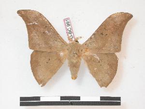  ( - PD-BC 991)  @14 [ ] Copyright (2010) Philippe Darge Research Collection of Philippe Darge