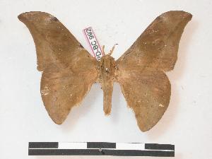  ( - PD-BC 992)  @14 [ ] Copyright (2010) Philippe Darge Research Collection of Philippe Darge