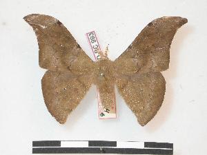  ( - PD-BC 993)  @14 [ ] Copyright (2010) Philippe Darge Research Collection of Philippe Darge