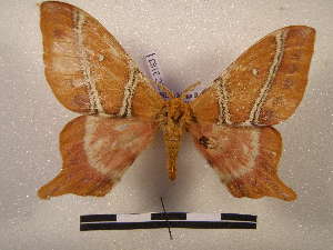 ( - PD-BC 2183)  @13 [ ] Copyright (2010) Philippe Darge Research Collection of Philippe Darge