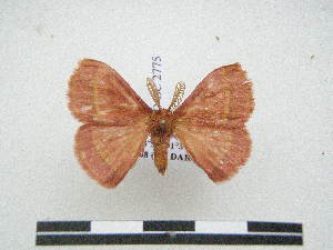  ( - PD-BC 2775)  @14 [ ] Copyright (2010) Philippe Darge Research Collection of Philippe Darge