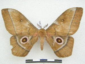  ( - PD-BC 2855)  @13 [ ] Copyright (2010) Philippe Darge Research Collection of Philippe Darge