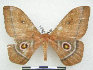  ( - PD-BC 2858)  @13 [ ] Copyright (2010) Philippe Darge Research Collection of Philippe Darge