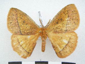  ( - PD-BC 2868)  @14 [ ] Copyright (2010) Philippe Darge Research Collection of Philippe Darge