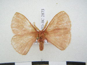  ( - PD-BC 2873)  @14 [ ] Copyright (2010) Philippe Darge Research Collection of Philippe Darge