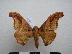  ( - PD-BC-1430)  @13 [ ] Copyright (2010) Philippe Darge Research Collection of Philippe Darge