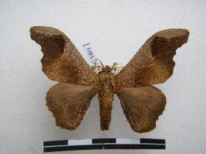  ( - PD-BC-1491)  @14 [ ] Copyright (2010) Philippe Darge Research Collection of Philippe Darge