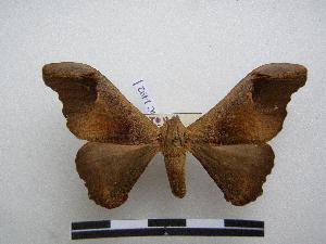  ( - PD-BC-1492)  @14 [ ] Copyright (2010) Philippe Darge Research Collection of Philippe Darge