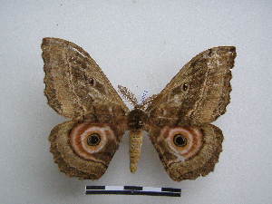  ( - PD-BC-1551)  @14 [ ] Copyright (2010) Philippe Darge Research Collection of Philippe Darge