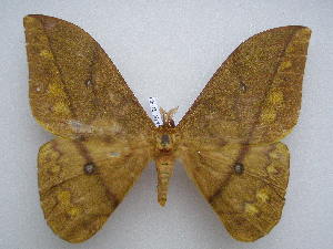  (Pseudantheraea discrepans - PD-BC 2660)  @14 [ ] Copyright (2010) Philippe Darge Research Collection of Philippe Darge