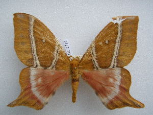  ( - PD-BC 2714)  @13 [ ] Copyright (2010) Philippe Darge Research Collection of Philippe Darge
