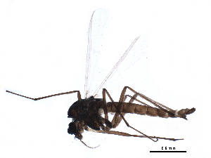  (Metriocnemus sp. 7ES - BIOUG22709-G12)  @14 [ ] CreativeCommons - Attribution (2015) CBG Photography Group Centre for Biodiversity Genomics