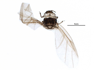  (Adelges cooleyi - BIOUG22932-F04)  @12 [ ] CreativeCommons - Attribution (2016) CBG Photography Group Centre for Biodiversity Genomics