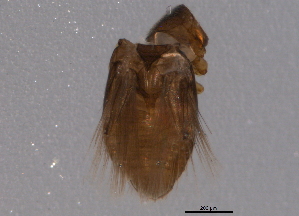  ( - BIOUG06313-C04)  @12 [ ] CreativeCommons - Attribution (2014) CBG Photography Group Centre for Biodiversity Genomics
