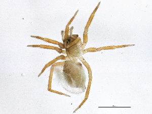  ( - BIOUG06316-F04)  @12 [ ] CreativeCommons - Attribution (2014) CBG Photography Group Centre for Biodiversity Genomics