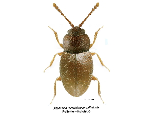  ( - BIOUG04827-A10)  @11 [ ] CC-0 (2019) Georges Pelletier Laurentian Forestry Centre