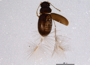  ( - BIOUG04644-G12)  @13 [ ] CreativeCommons - Attribution (2014) CBG Photography Group Centre for Biodiversity Genomics