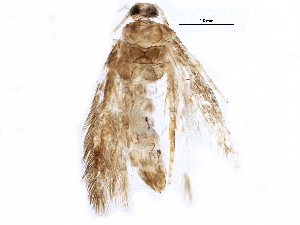 ( - BIOUG05153-D02)  @12 [ ] CreativeCommons - Attribution (2015) CBG Photography Group Centre for Biodiversity Genomics