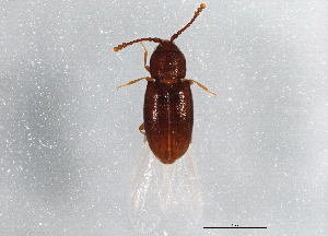  (Atomaria planulata - BIOUG04451-E12)  @14 [ ] CreativeCommons - Attribution (2014) CBG Photography Group Centre for Biodiversity Genomics