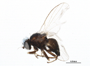  (Cerodontha angulata - BIOUG06652-D03)  @14 [ ] CreativeCommons - Attribution (2015) CBG Photography Group Centre for Biodiversity Genomics