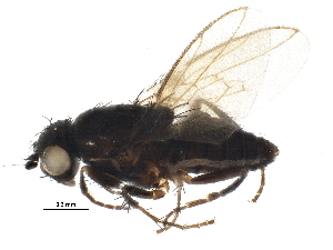  ( - BIOUG06765-G02)  @13 [ ] CreativeCommons - Attribution (2014) CBG Photography Group Centre for Biodiversity Genomics