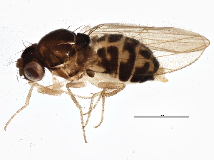  (Mycodrosophila - BIOUG05765-H07)  @17 [ ] CreativeCommons - Attribution (2014) CBG Photography Group Centre for Biodiversity Genomics