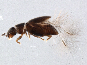  ( - BIOUG06392-F10)  @13 [ ] CreativeCommons - Attribution (2014) CBG Photography Group Centre for Biodiversity Genomics