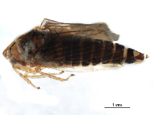  ( - BIOUG06850-A07)  @11 [ ] CreativeCommons - Attribution (2017) CBG Photography Group Centre for Biodiversity Genomics
