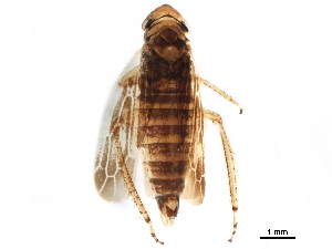  ( - BIOUG07312-G06)  @11 [ ] CreativeCommons - Attribution (2017) CBG Photography Group Centre for Biodiversity Genomics