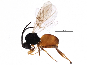  (Diplolepis rosaefolii - BIOUG07437-G12)  @15 [ ] CreativeCommons - Attribution (2016) CBG Photography Group Centre for Biodiversity Genomics