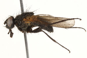  (Thricops rufisquamus - BIOUG08103-H01)  @15 [ ] CreativeCommons - Attribution (2015) CBG Photography Group Centre for Biodiversity Genomics