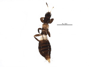  (Aeolothrips albicinctus - BIOUG13505-A10)  @14 [ ] CreativeCommons - Attribution (2015) CBG Photography Group Centre for Biodiversity Genomics