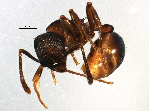  (Myrmica brevispinosa - BIOUG13541-B02)  @14 [ ] CreativeCommons - Attribution (2015) CBG Photography Group Centre for Biodiversity Genomics