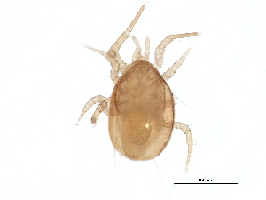  ( - BIOUG13596-G03)  @13 [ ] CreativeCommons - Attribution (2015) CBG Photography Group Centre for Biodiversity Genomics