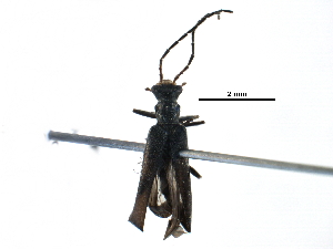  (Dichelotarsus probus - BIOUG13686-F04)  @14 [ ] CreativeCommons - Attribution (2016) CBG Photography Group Centre for Biodiversity Genomics