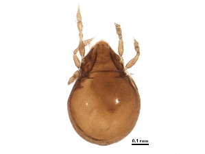  (Peloppiidae - BIOUG13690-A05)  @14 [ ] CreativeCommons - Attribution (2016) CBG Photography Group Centre for Biodiversity Genomics