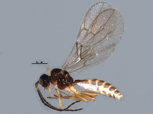  ( - BIOUG13752-B11)  @13 [ ] CreativeCommons - Attribution (2015) CBG Photography Group Centre for Biodiversity Genomics