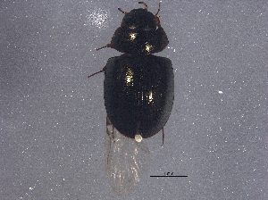 ( - BIOUG13789-E03)  @13 [ ] CreativeCommons - Attribution (2015) CBG Photography Group Centre for Biodiversity Genomics