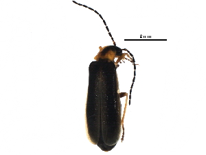  (Rhagonycha mollis - BIOUG14782-H02)  @15 [ ] CreativeCommons - Attribution (2016) CBG Photography Group Centre for Biodiversity Genomics