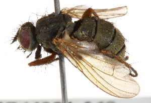  ( - BIOUG14384-A12)  @14 [ ] CreativeCommons - Attribution (2015) CBG Photography Group Centre for Biodiversity Genomics
