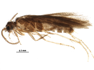  (Hydroptila wyomia - BIOUG14430-A07)  @14 [ ] CreativeCommons - Attribution (2016) CBG Photography Group Centre for Biodiversity Genomics