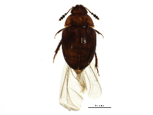  ( - BIOUG15057-B03)  @13 [ ] CreativeCommons - Attribution (2015) CBG Photography Group Centre for Biodiversity Genomics