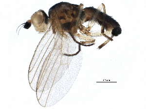  (Cerodontha gracilis - BIOUG14637-G07)  @14 [ ] CreativeCommons - Attribution (2015) CBG Photography Group Centre for Biodiversity Genomics